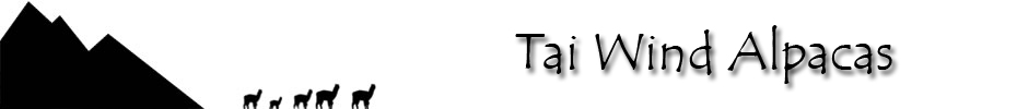Tai Wind Alpacas